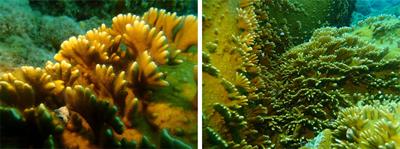 Alciporin, a pore-forming protein as complementary defense mechanism in Millepora alcicornis